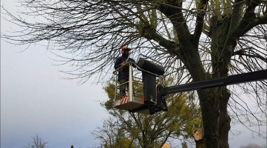 Baum-Pflegearbeiten