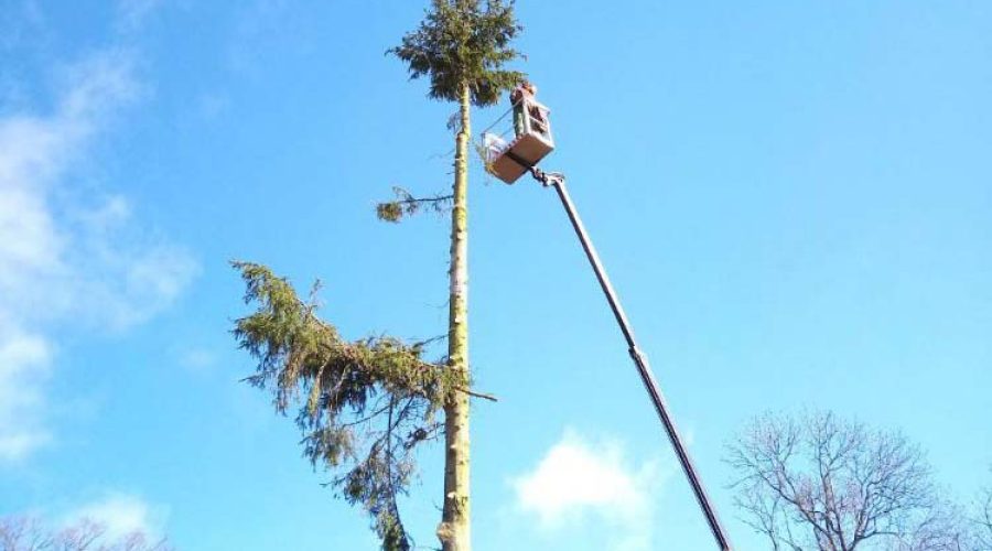 Baum-Pflegearbeiten